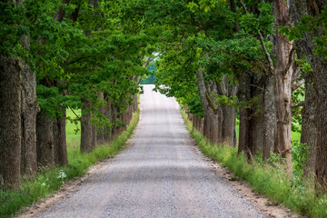 Fototapeta premium simple country road in summer