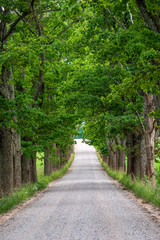 Obraz premium simple country road in summer