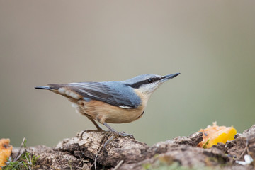 Eurasian nuthatch in the forest (Sitta europaea), Andalusia, Spain