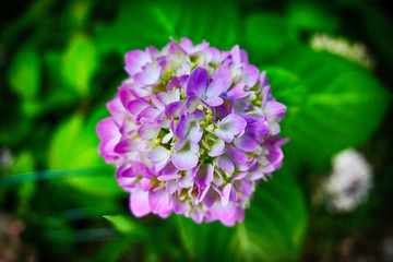 Fototapeta na wymiar closeup of a purple hydrangea