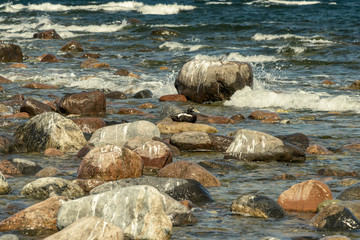 rocky sea beach with waves and sunny day