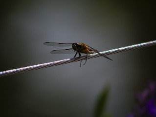 Libelle auf Stahlseil