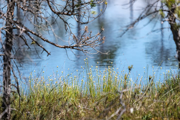 tree trunk silhouettes on the shore of the river