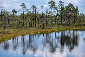 tree trunk silhouettes on the shore of the river