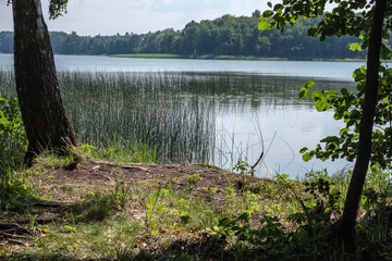 tree trunk silhouettes on the shore of the river