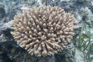 Fototapeta na wymiar Corals in the sea of Togian islands