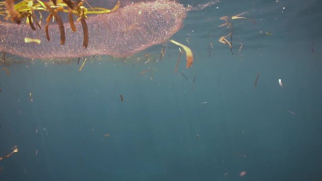 Eggs of a diamondback squid floating in the sea surface