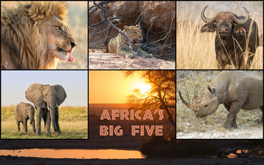 Big Five African animals: lion, leopard, buffalo, elephant, rhinoceros