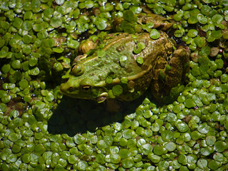 Frosch im Grünen