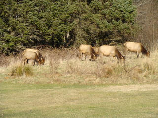 Fototapeta na wymiar Herd of Elk at Ecola State Park, Oregon Coast