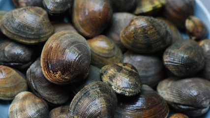 Fresh clams, seafood at the market. Background, selected focus, close up