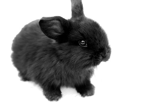 Black rabbit on white background