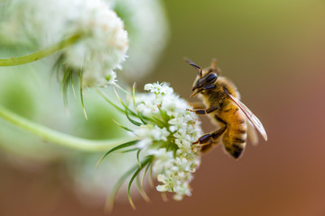 honey bee on white flower - Powered by Adobe