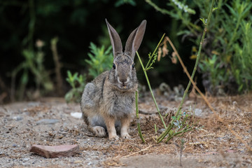 Cotton tail Rabbit eating foilage along the ground while surviving along the California coast.