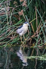 Common Tern marine bird perched in shore reeds along with pond reflection in water.