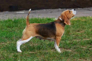 dog breed beagle