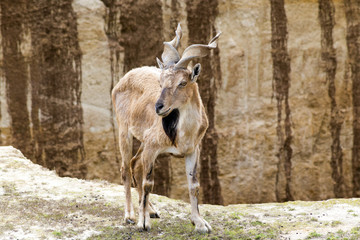 Markhor Screw Horn Goat