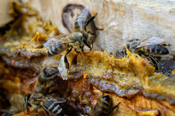 Propolis in the middle of a hive with bees. Bee glue. Bee products. Apitherapy. Propolis treatment.