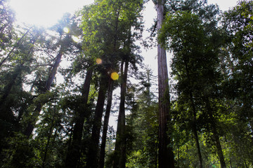Fototapeta premium Sun in the forest