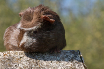 Short hair guinea pig with furry eyebrows outside balancing on a stone sculpture