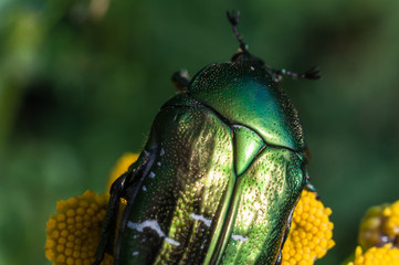 A large green beetle on a flower