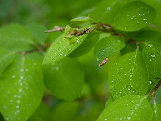 Wassertropfen auf Laub