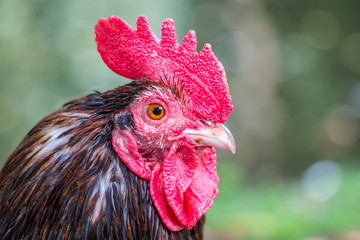 Portrait of a brown cock on a blurry background close-up_