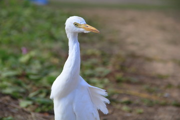 Great Egret