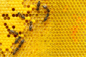 Bees on a cell with larvae. Bees Broods.