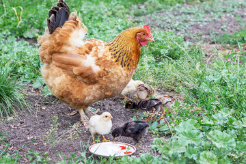 Chicken with small chickens in the garden looking for food_