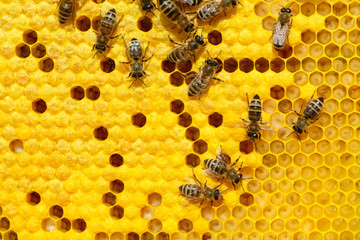 Bees on a cell with larvae. Bees Broods.