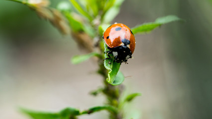 The Ladybird sits on a colored leaf. Macro photo of ladybug close-up. Coccinellidae.