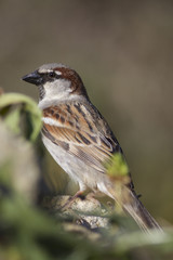 Passer domesticus standing on a rock