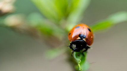 The Ladybird sits on a colored leaf. Macro photo of ladybug close-up. Coccinellidae.