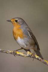 Erithacus rubecula standing on a rock