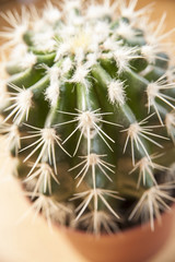 The green spiny cactus looks close. Vertical. Top view