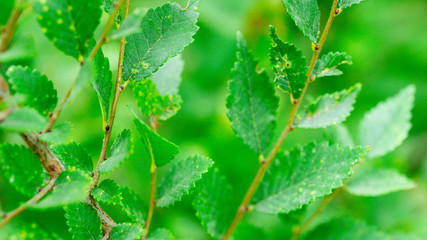 Green leaves. Green leaves background texture. Creative layout made of green leaves. Flat lay. Nature background. Green leaf texture. Leaf texture background.