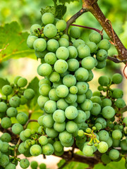 Weintrauben