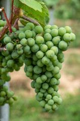 Weintrauben