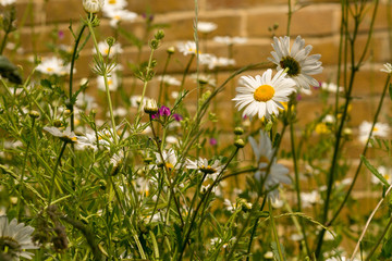 Wild daisies and other flowers in front of a brick wall