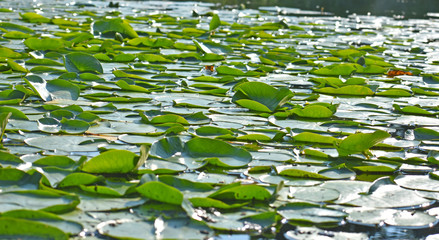 LIly Pads on the Water
