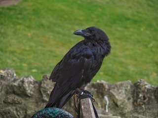 Raven