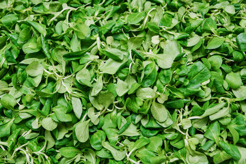 Fresh Juicy Green Corn Salad