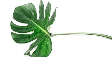 green tropical leaf on white background, Monstera plant
