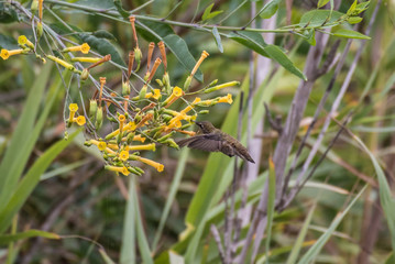 Small adorable humming bird howvering with beak inside honeysuckle flower gathering nectar.