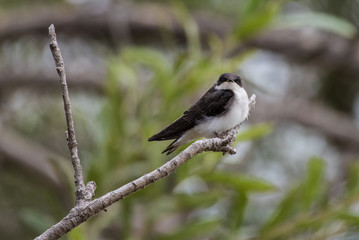 Common Sparrow perched on firm tree branch with head turned to look over right wing.