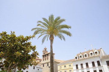 Fototapeta premium Palm tree in plaza in Antequera,