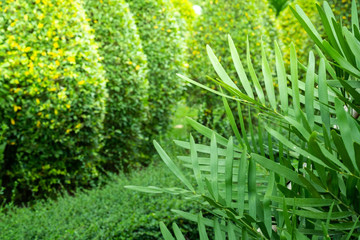 Green bushes and warm sunshine give you a bright morning.