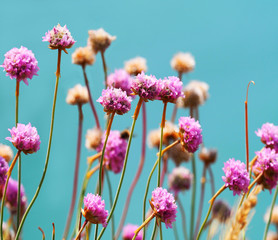 Pink flowers knautia arvensis or field scabious against light blue background, close-up. Bright, sunny floral background