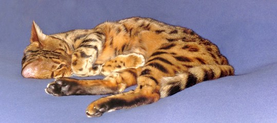 Schlafende Bengal Katze am blauen Kissen 